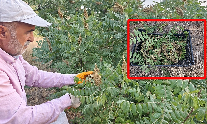 Elazığ'da doğal sumak hasadı başladı