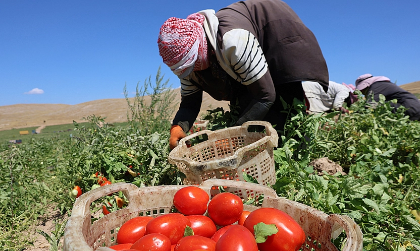 Elazığ'da domates hasadı hız kesmeden sürüyor: 20 bin ton rekolte bekleniyor