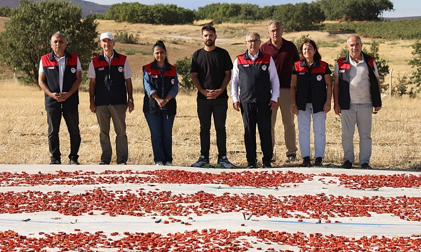 Elazığ'da domates üretimi artıyor, rekolte yükseliyor