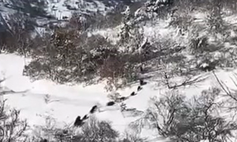 Elazığ'da domuz sürüsü görüldü