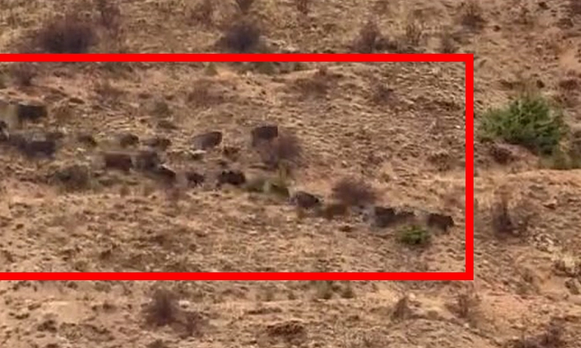 Elazığ'da domuz sürüsü görüntülendi