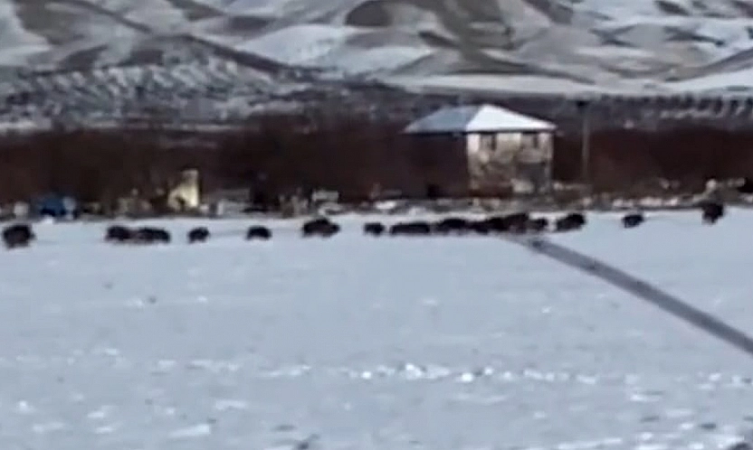Elazığ'da domuz sürüsü kamerada