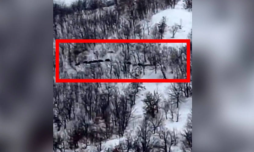 Elazığ'da domuz sürüsü kameraya yansıdı