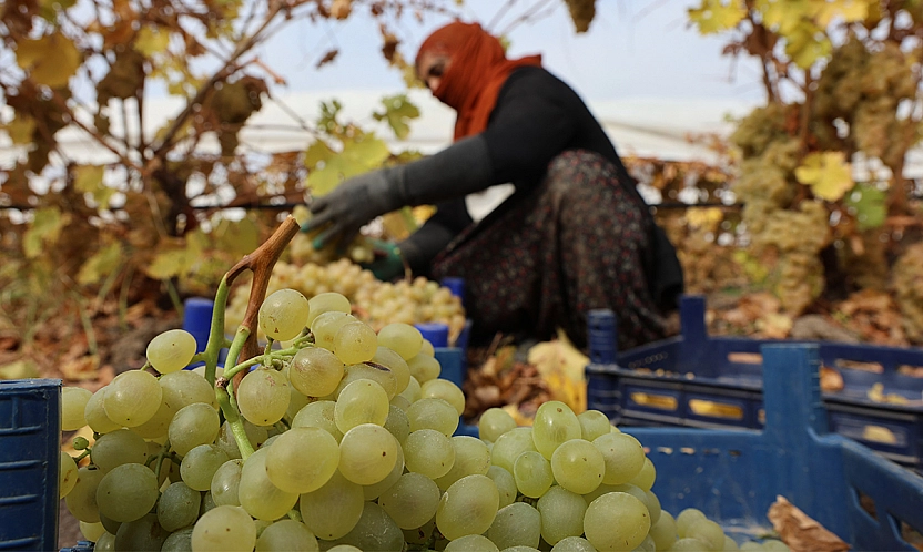 Elazığ'da donun vurduğu üzümde rekolte yüzde 80 düştü