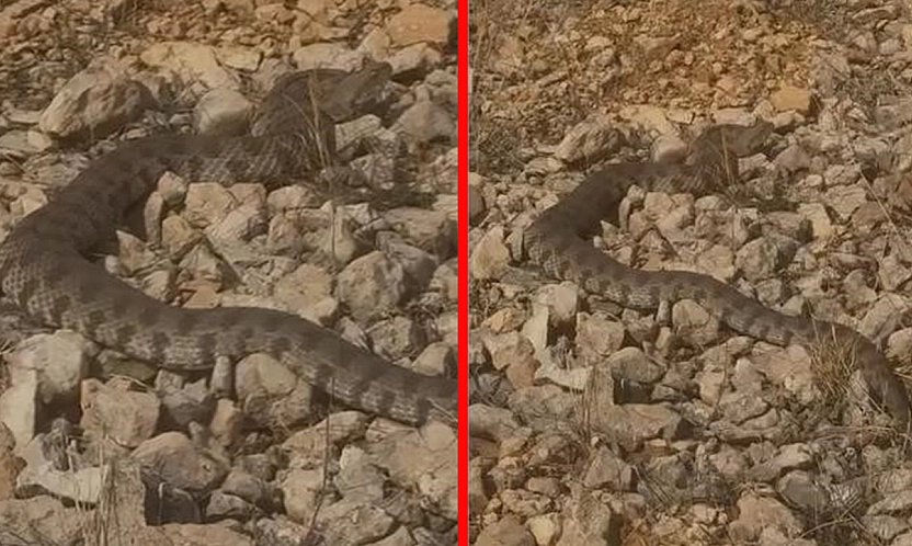 Elazığ'da engerek yılanı görüntülendi