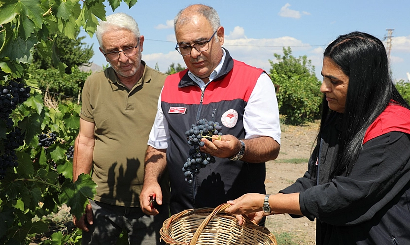 Elazığ'da erkenci üzüm hasadı başladı