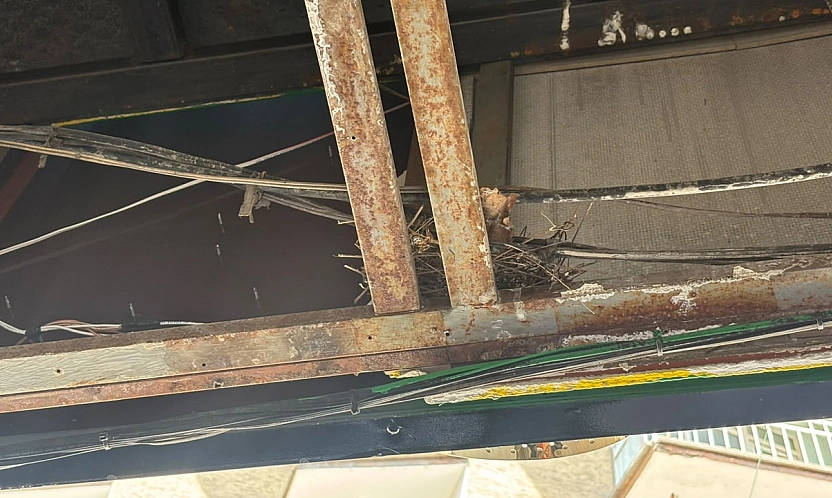 Elazığ'da esnaftan örnek davranış: Kuşların yuvası için tadilatı erteledi
