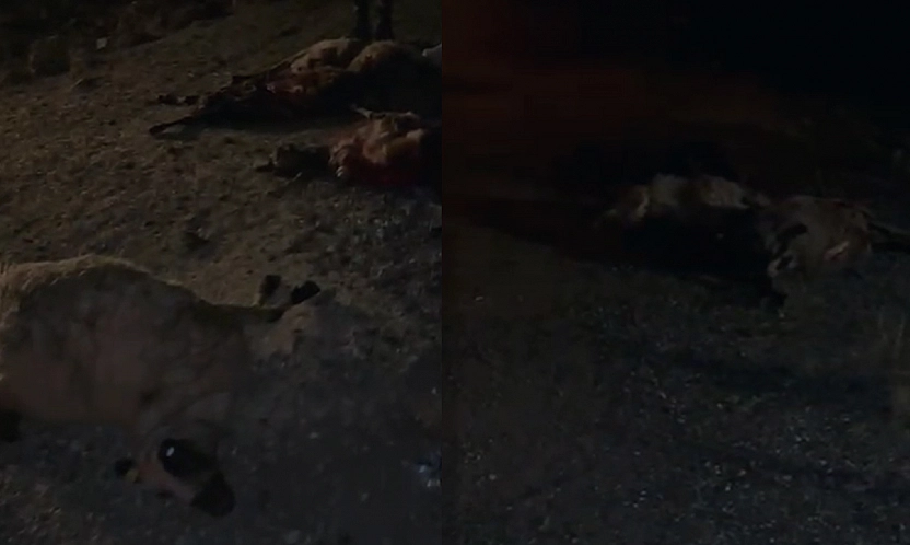 Elazığ'da facia! Koyun sürüsüne kamyonet çarptı: 30 koyun telef oldu