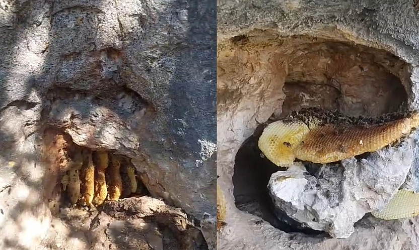 Elazığ'da görenler hayret ediyor