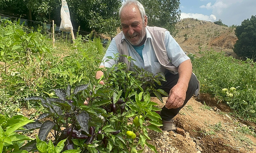 Elazığ'da görenler şaşkına döndü: Bahçesinde mor biber yetiştiriyor