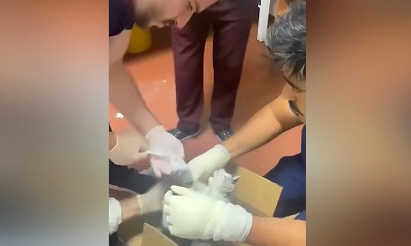 Elazığ'da hastanede bu kez hasta değil kedi tedavi edildi
