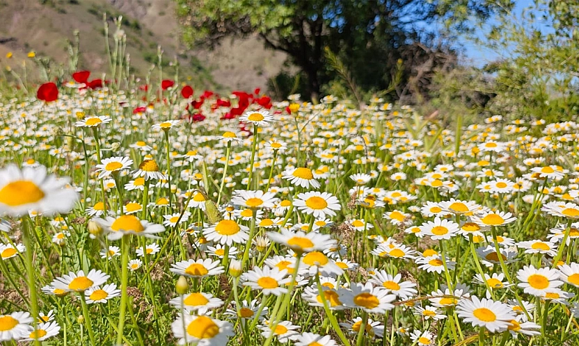 Elazığ'da hava bugün nasıl olacak? (06.08.2026)