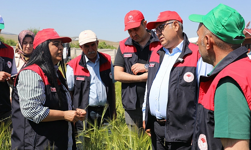 Elazığ'da hububat alanlarında Süne Nimf çalışması