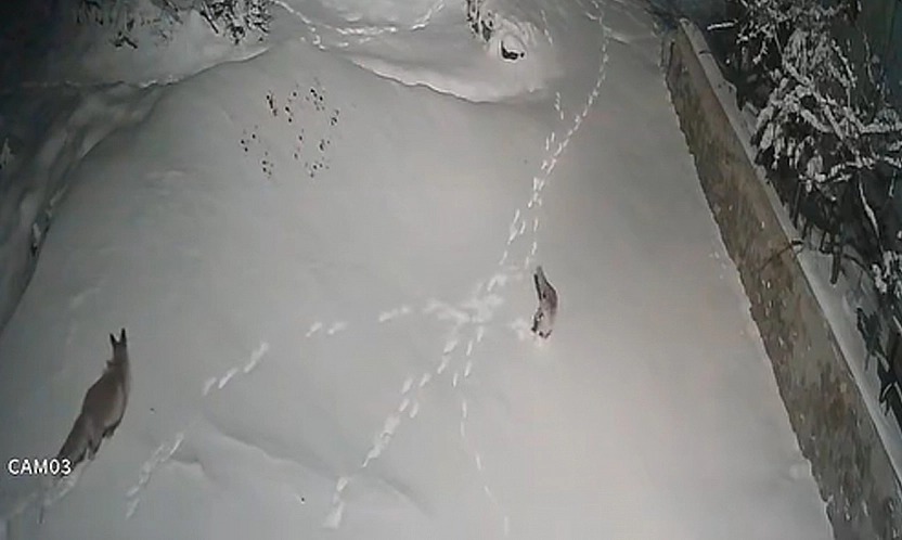 Elazığ'da iki tilkinin kavgası güvenlik kamerasına yansıdı