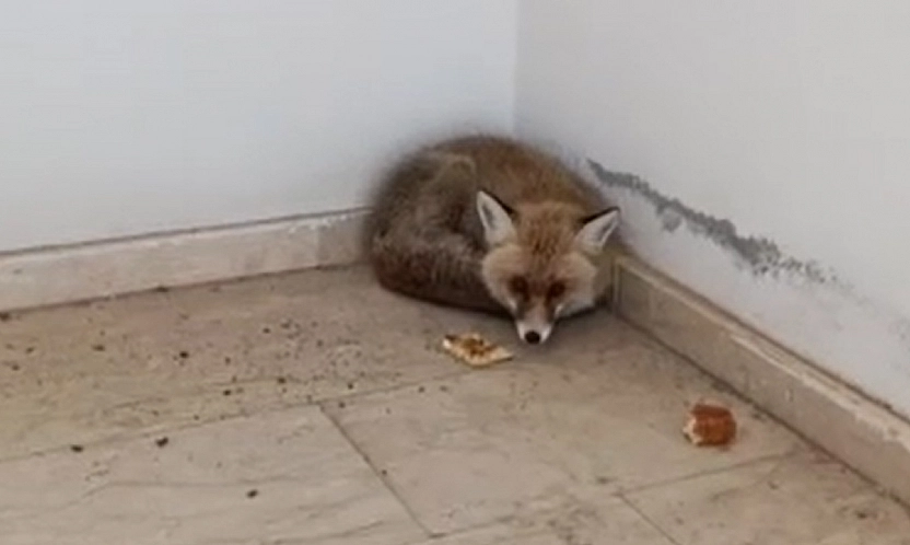 Elazığ'da ilginç anlar! Okulun içine tilki girdi