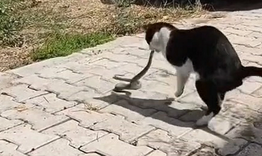 Elazığ'da ilginç kavga!