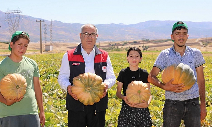 Elazığ'da kabak hasadı başladı! Üretimde artış bekleniyor