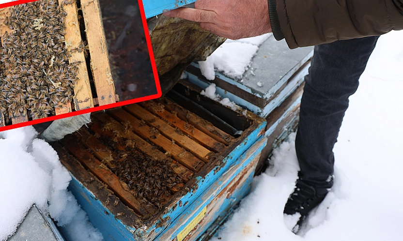 Elazığ'da kar yağışı arıcılara umut oldu