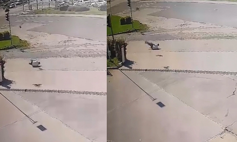 Elazığ'da Kargadan kaçarken taklalar attı