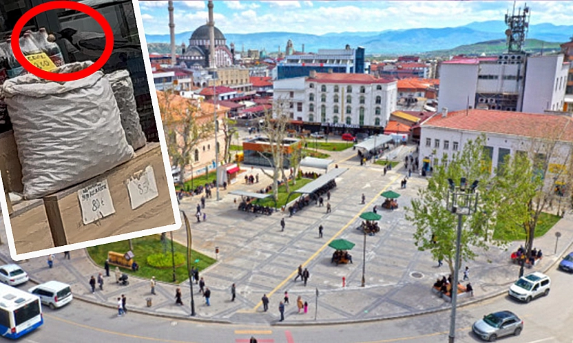 Elazığ'da karganın ceviz hırsızlığı kameraya yansıdı