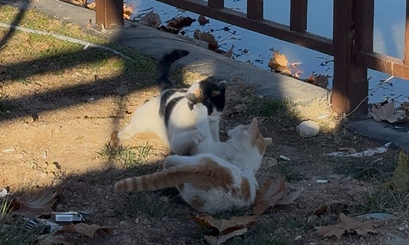 Elazığ'da kavga eden kedilerin sarılarak barışması sosyal medyada gülümsetti