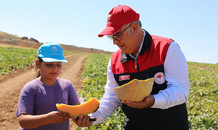 Elazığ'da kavun hasadı başladı! 8 bin dekarda 19 bin ton rekolte bekleniyor