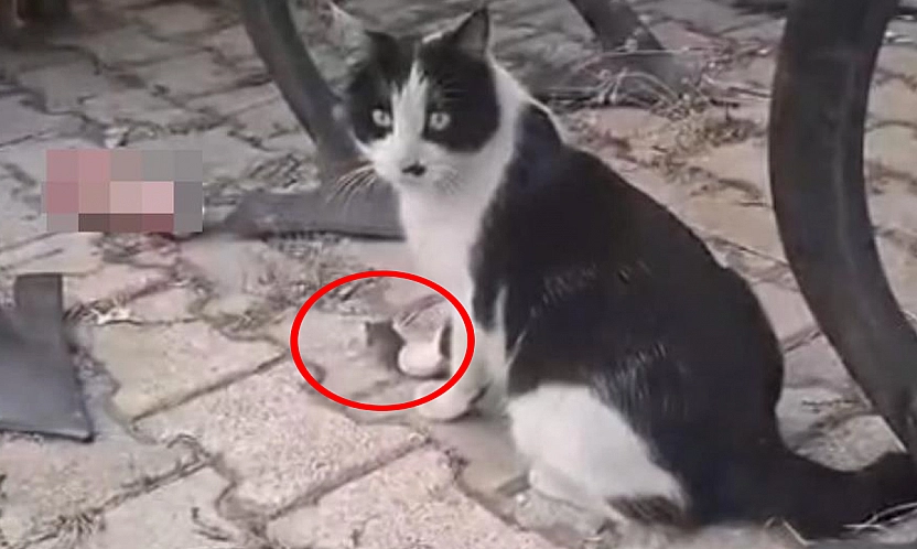 Elazığ'da kedi yakaladığı fareyle oynarken görüntülendi