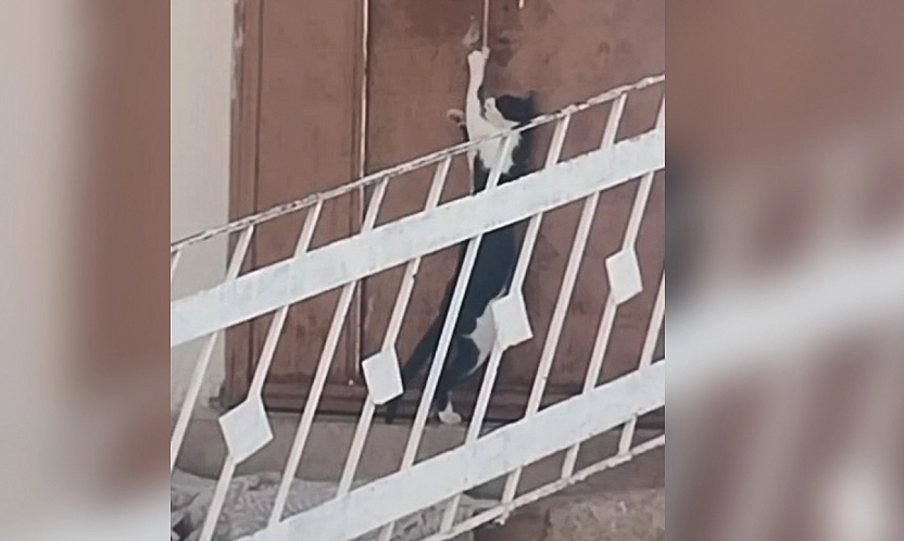 Elazığ'da kediden inanılmaz hamle