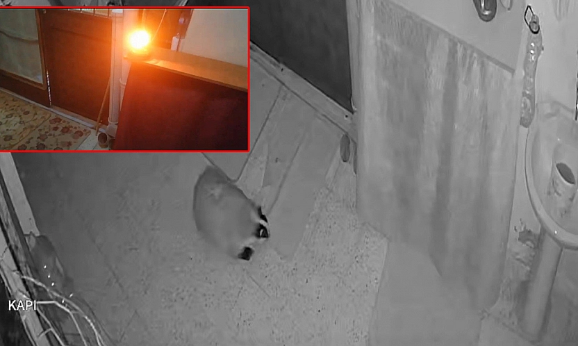 Elazığ'da kedilerin mamasını yiyen porsuğu uzaklaştırmak için alarm sistemi kurdu