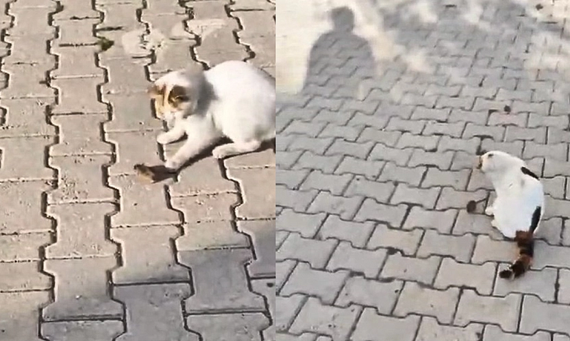 Elazığ'da Kedinin fareyle oyunu