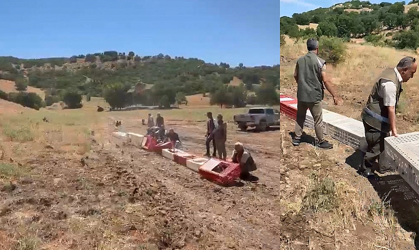 Elazığ'da kenelerle mücadele için doğaya Aslan (keklik) bırakıldı
