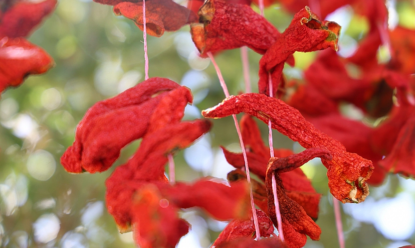 Elazığ'da kış hazırlıkları başladı: Kofik biberler asılmaya başladı