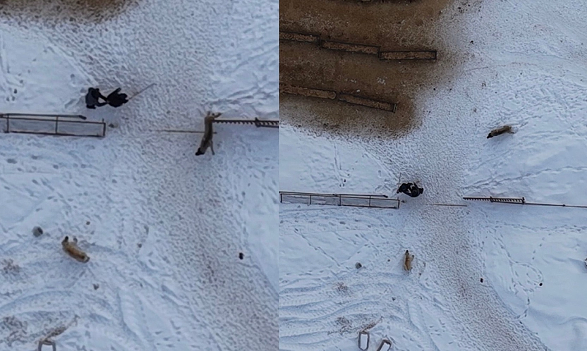 Elazığ'da köpeklerin saldırısı dron kamerasında