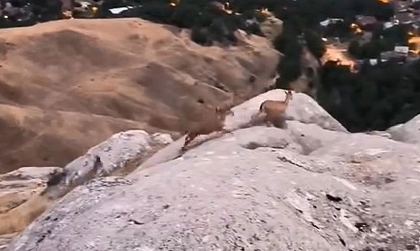 Elazığ'da koruma altındaki dağ keçileri görüntülendi