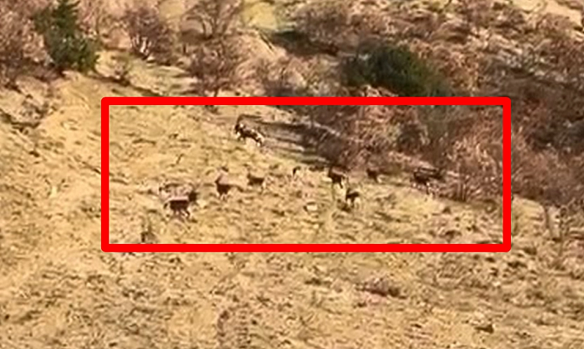 Elazığ'da koruma altındaki dağ keçileri görüntülendi