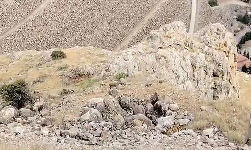 Elazığ'da koruma altındaki dağ keçileri görüntülendi