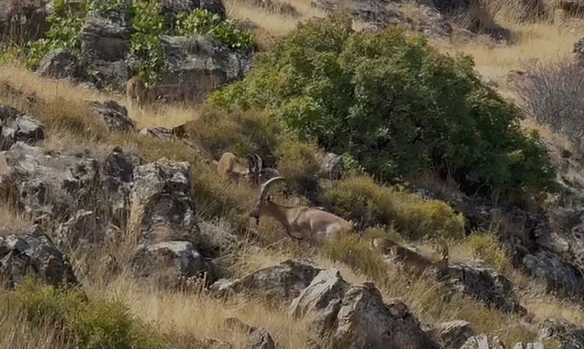 Elazığ'da koruma altındaki dağ keçileri sürü halinde görüntülendi