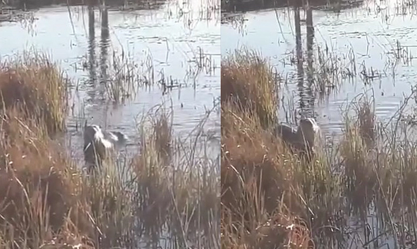 Elazığ'da koruma altındaki su samuru görüntülendi