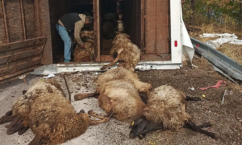 Elazığ'da küçükbaş hayvan taşıyan tır devrildi