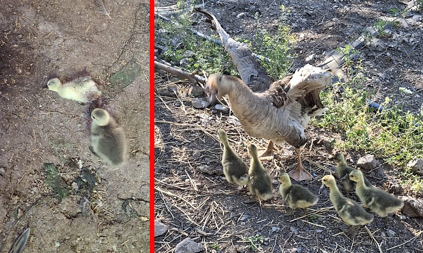 Elazığ'da kümese yılan girdi: 5 Kaz yavrusu zehirlenerek öldü
