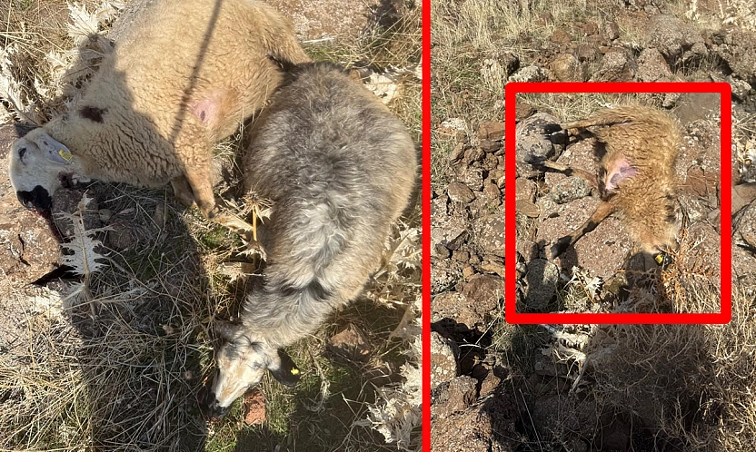 Elazığ'da kurtlar sürüye daldı: 28 koyun telef oldu, 12'si kayıp