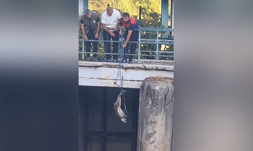 Elazığ'da mahsur kalan dağ keçisi kurtarıldı