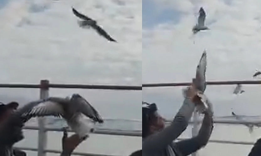 Elazığ'da Martıyla Kurulan Samimi Anlar Kameraya Yansıdı