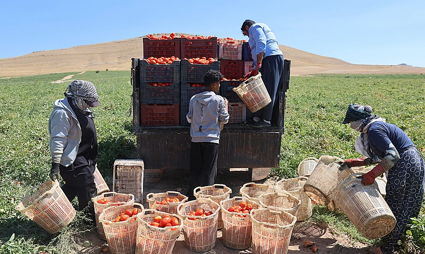 Elazığ'da mevsimlik işçilerin tarlada ekmek mücadelesi