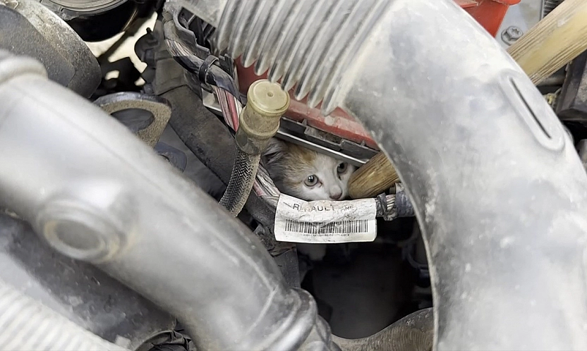 Elazığ'da motor kısmına giren yavru kedi için seferber oldular