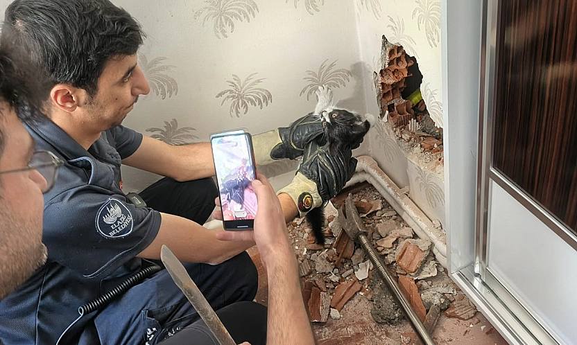 Elazığ'da nefes kesen kedi operasyonu