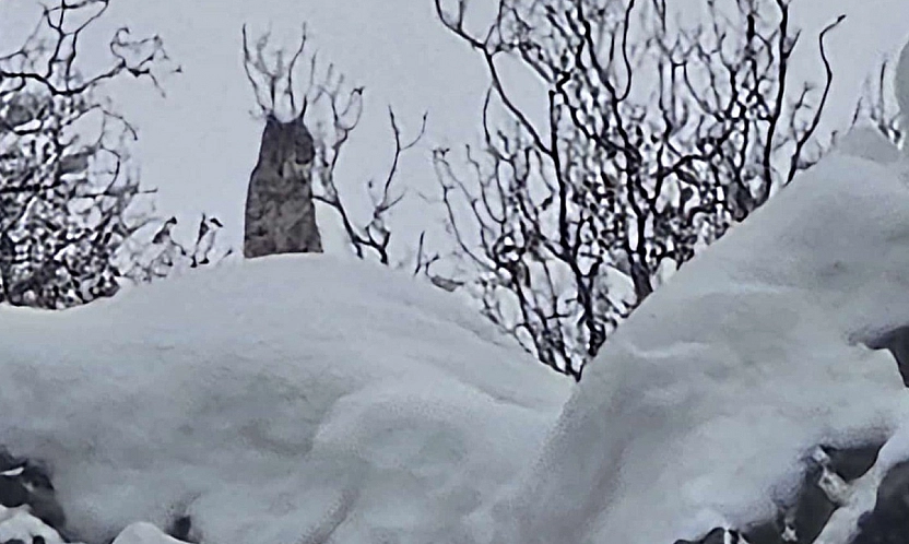 Elazığ'da nesli tehlike altındaki vaşak kameralara yansıdı
