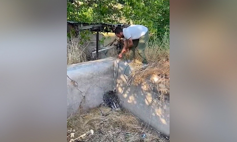 Elazığ'da nesli tehlike altındaki oklu kirpi kurtarıldı