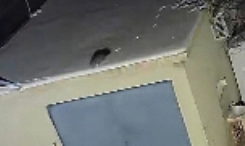 Elazığ'da nesli tükenme tehlikesi altındaki sansar kamerada