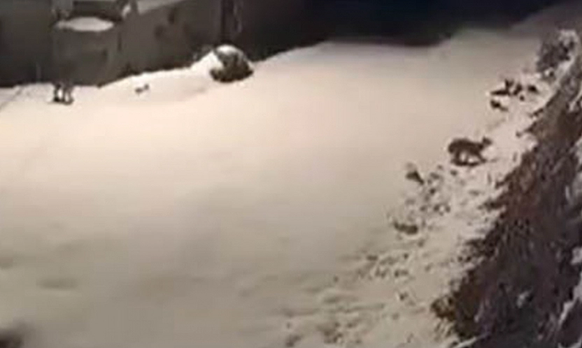 Elazığ'da nesli tükenmekte olan vaşak ailesi görüldü